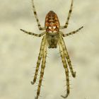 Spinne