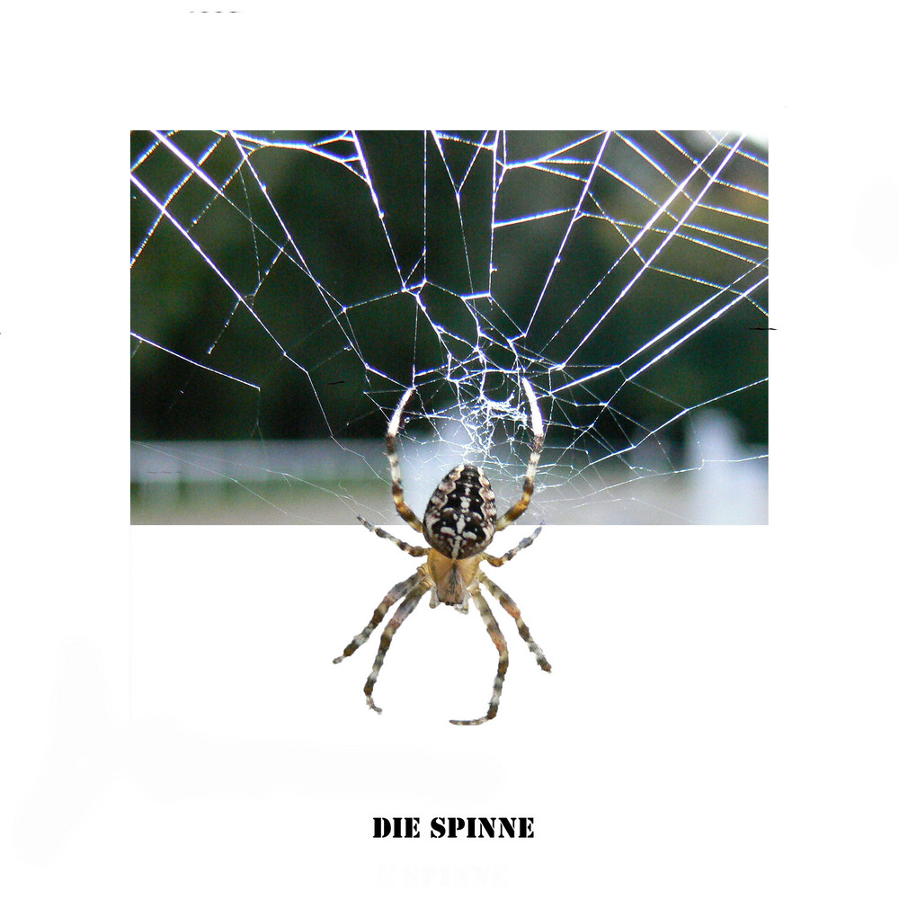 Spinne