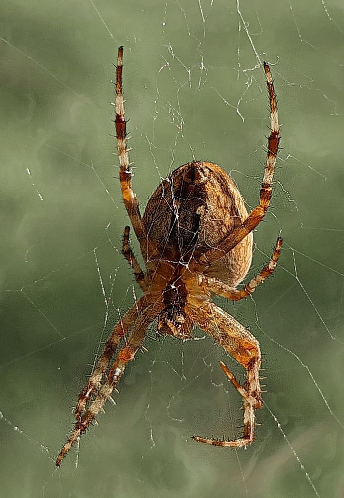 The Enchanting World of Bild von Spinne: Unveiling the Art of Drawing Spiders