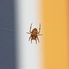 Spinne