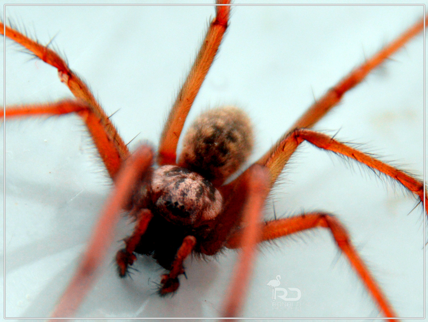 Spinne