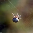 Spinne