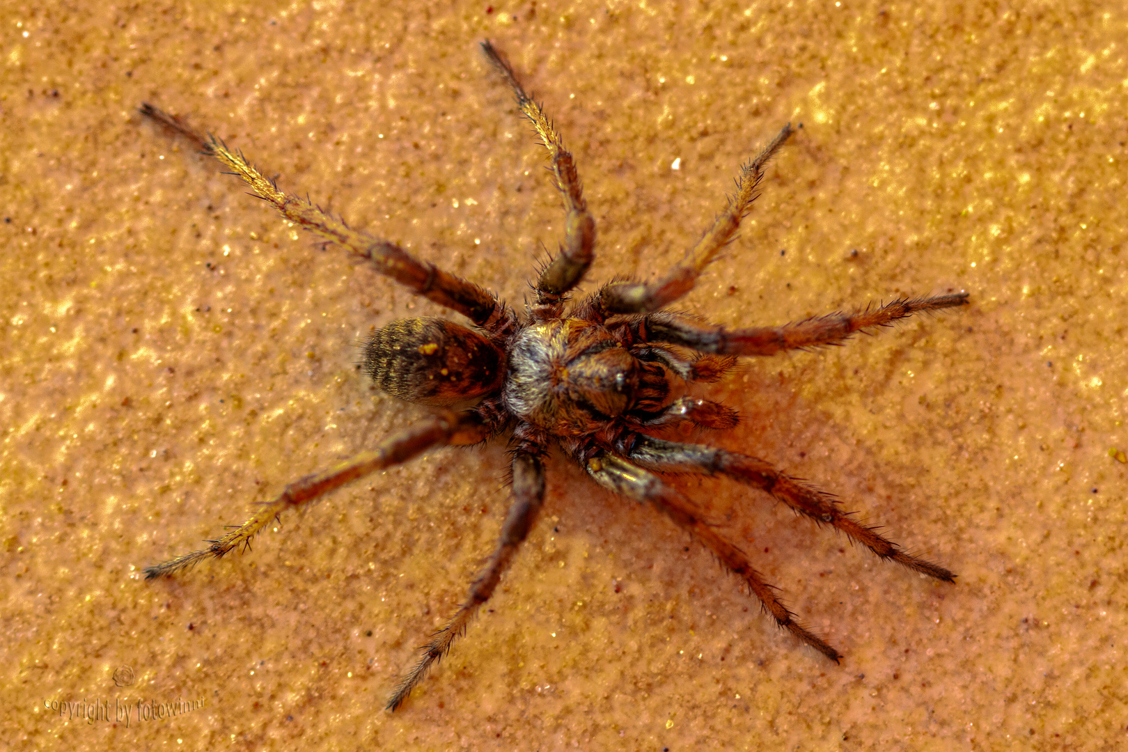 Spinne