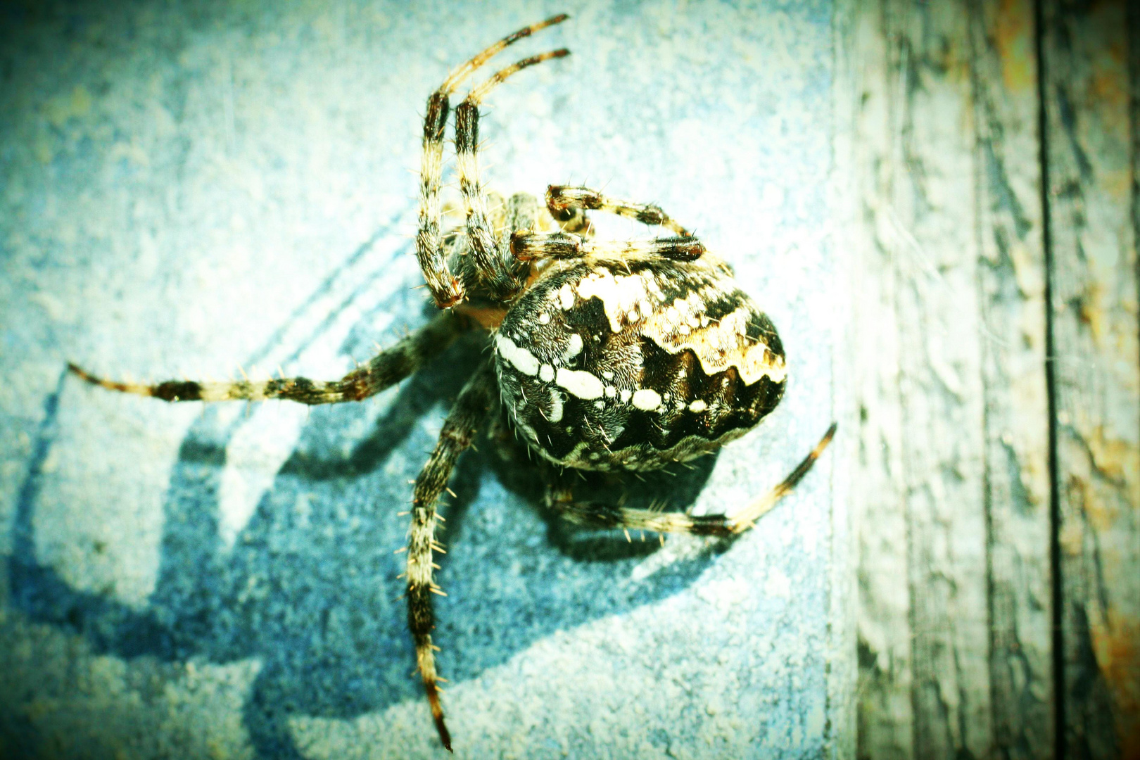 Spinne