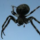 spinne