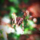 Spinne