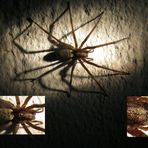 Spinne