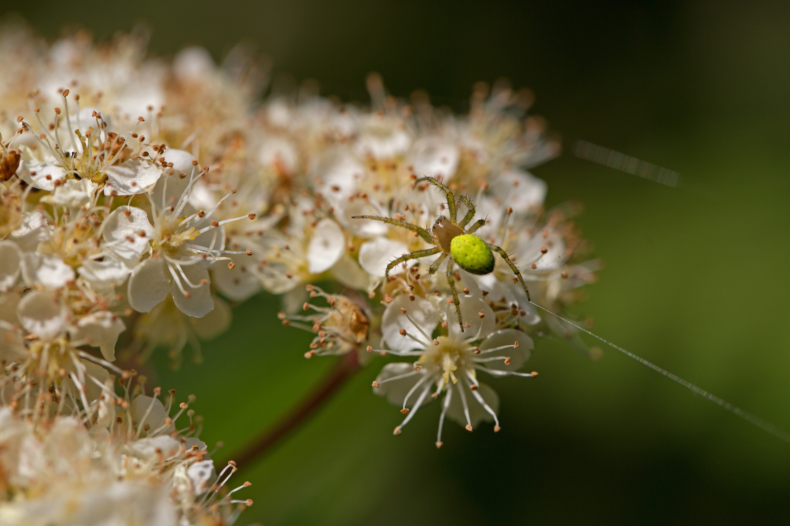 Spinne