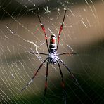 spinne