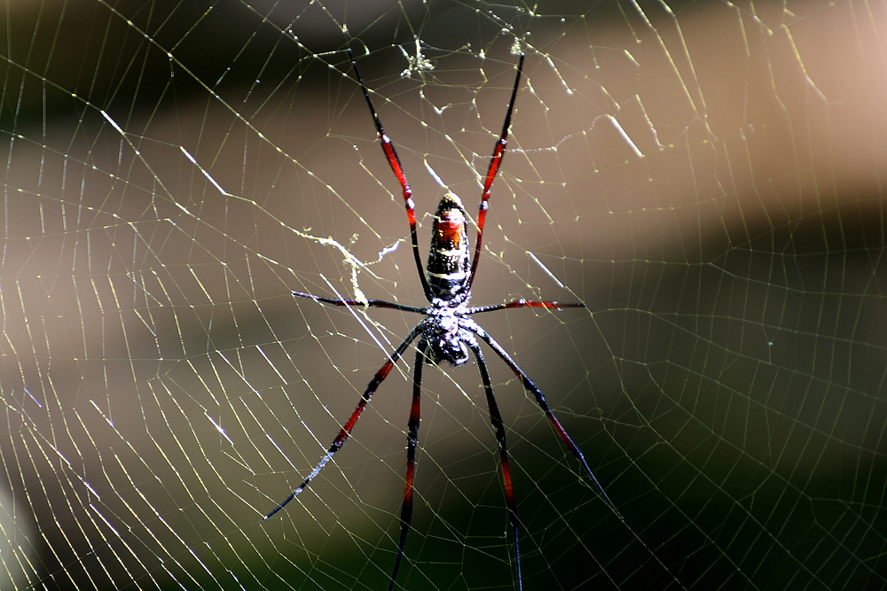 spinne