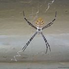 Spinne