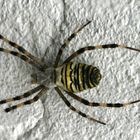 Spinne