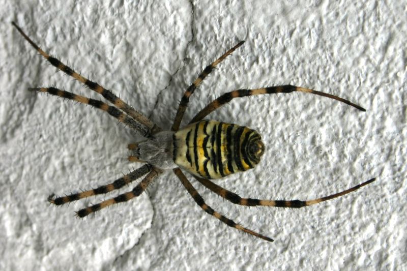 Spinne