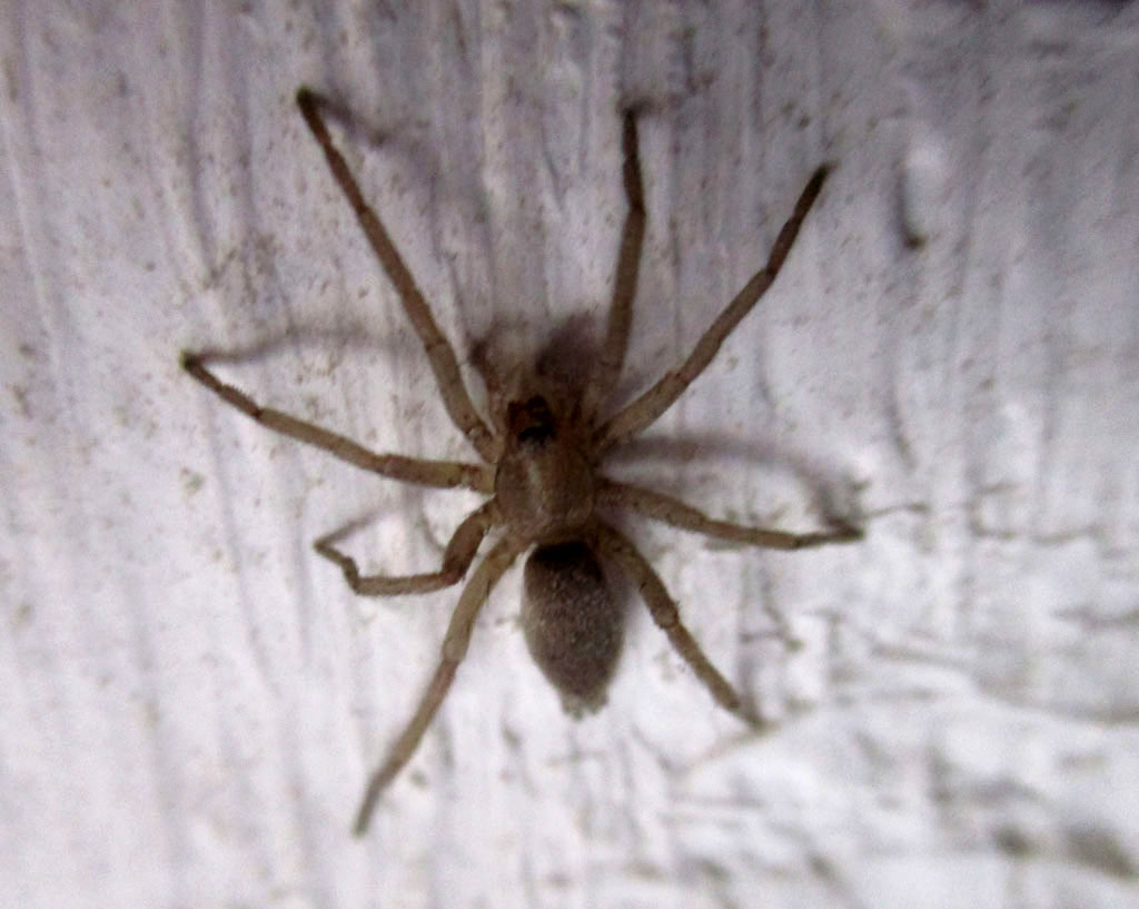 Spinne Vom Tellerrand - Rezepte Suchen