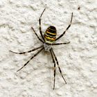 Spinne