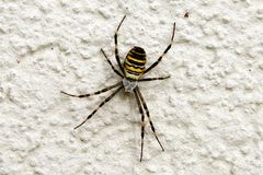 Spinne