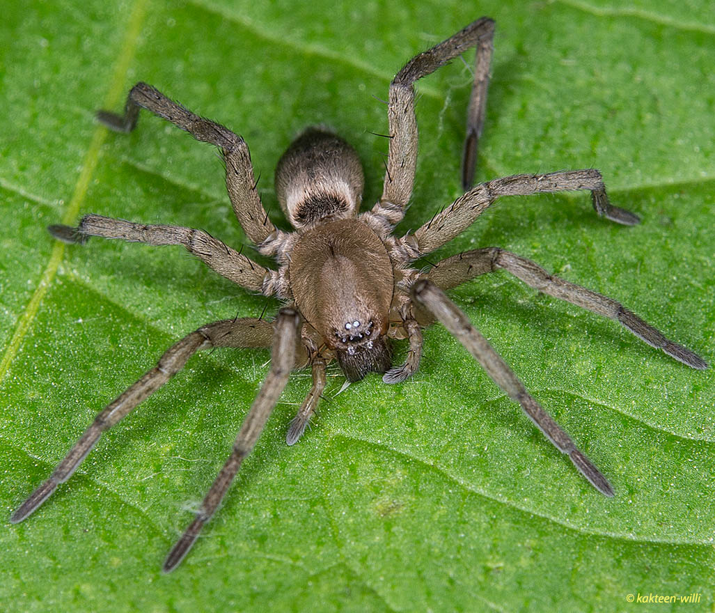 Spinne