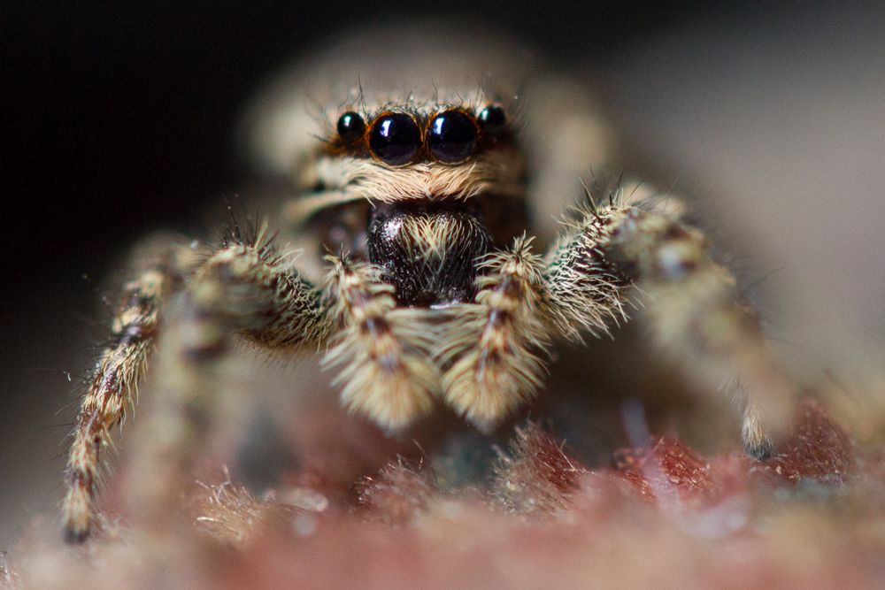 The Enchanting World of Bild von Spinne: Unveiling the Art of Drawing Spiders