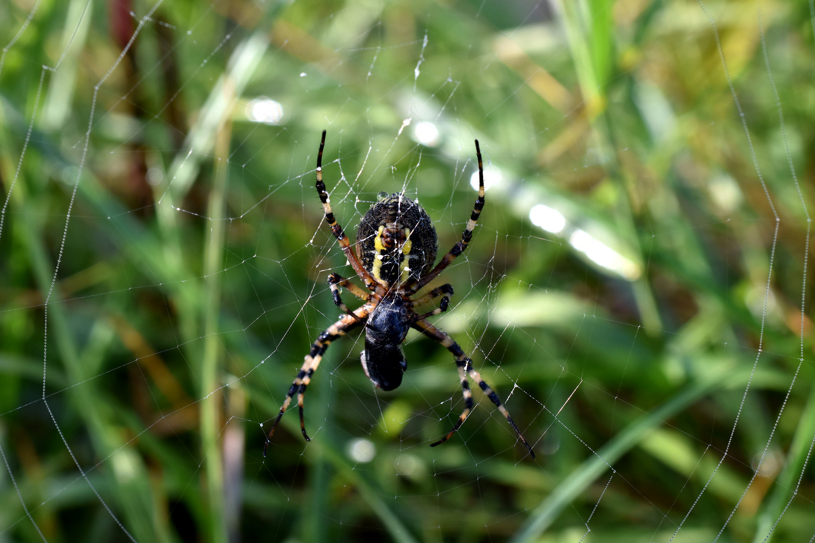 Spinne