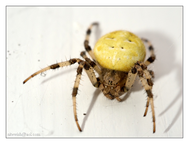 Spinne, aber was für eine?