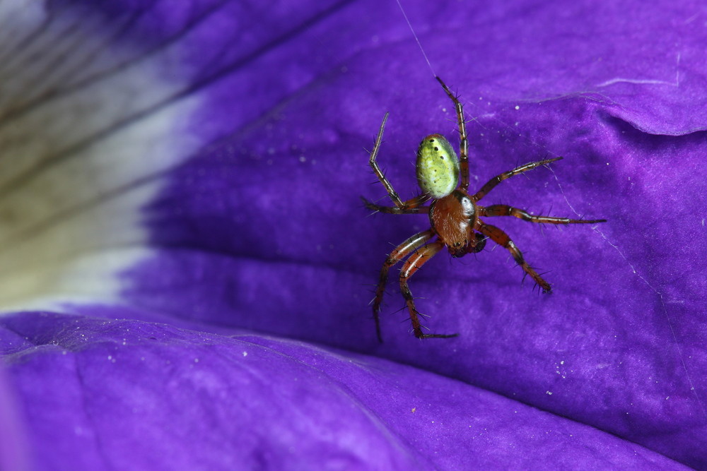 Spinne aber welche?