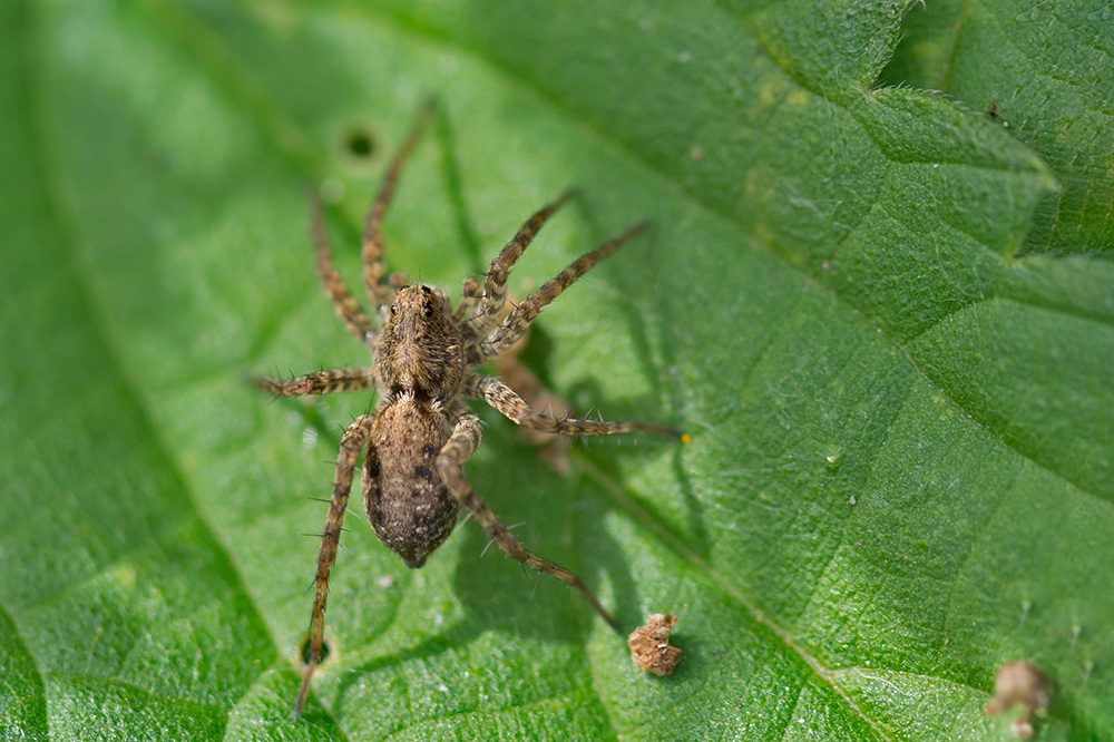 Spinne - aber welche?