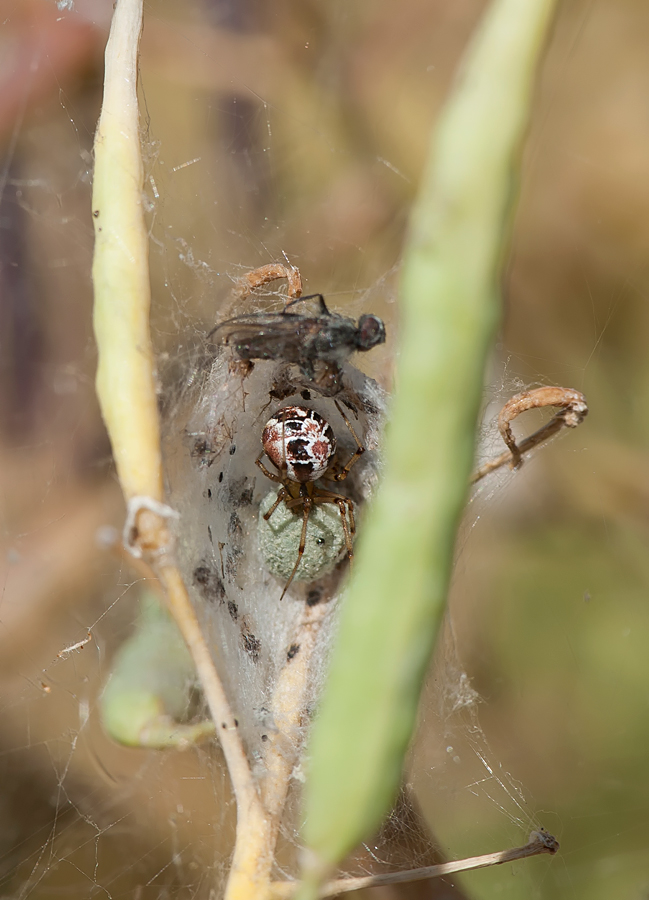 Spinne, aber welche?