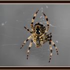 Spinne