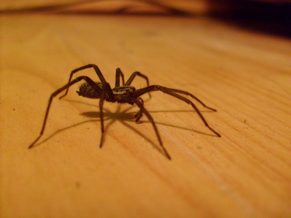 Spinne