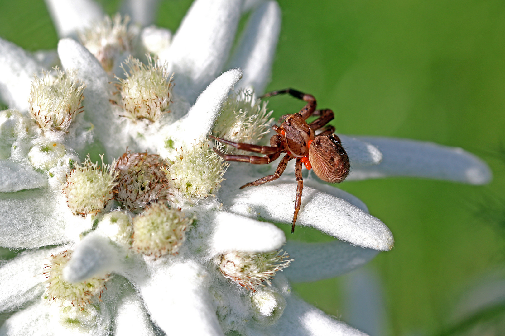 Spinne als Milbentransporteur