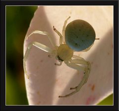 Spinne am Abend