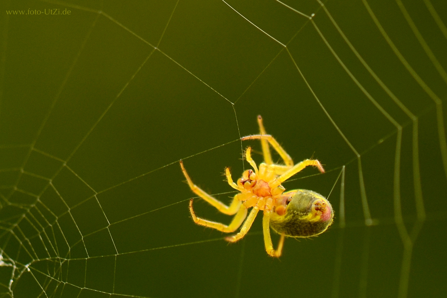 Spinne am Abend