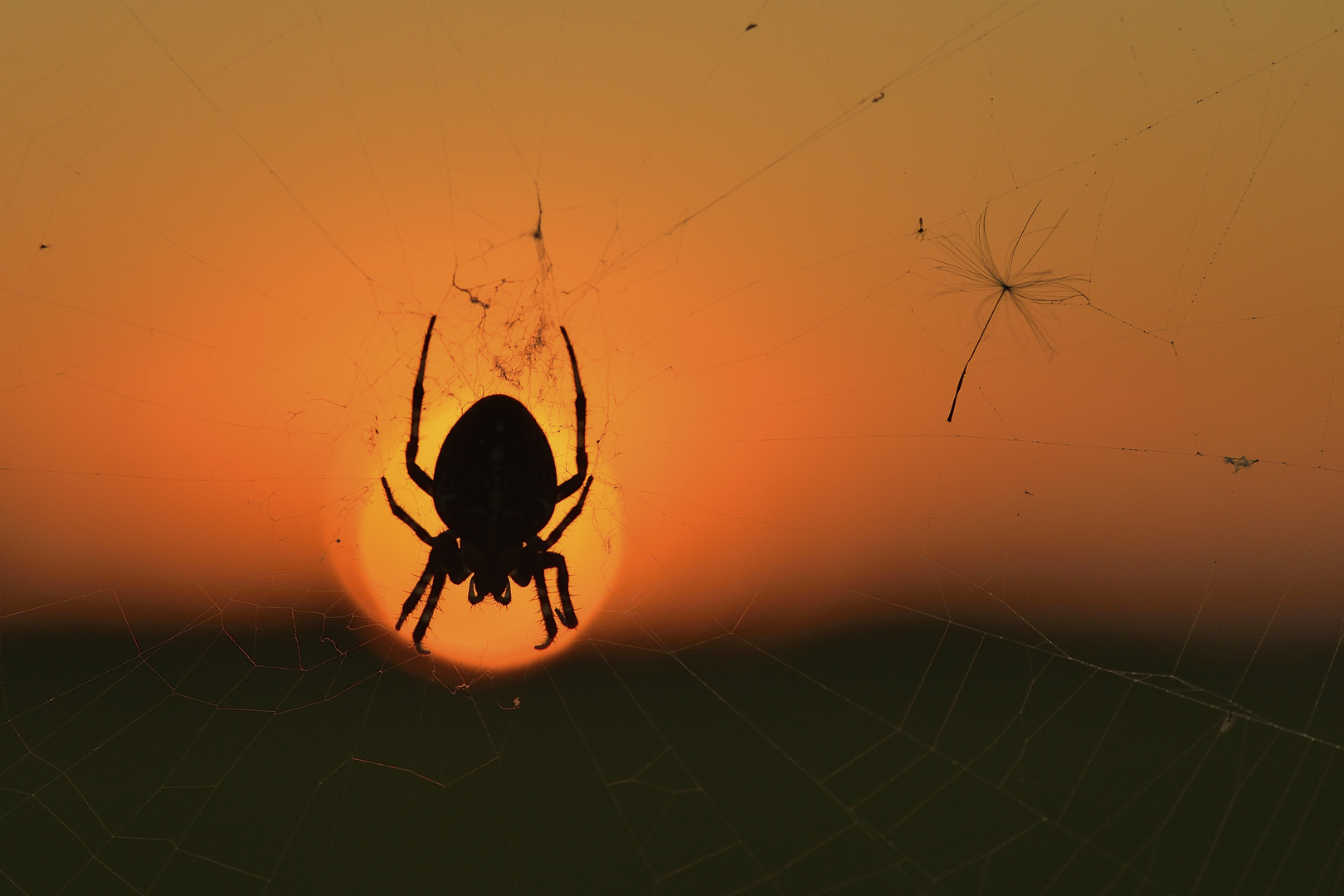 Spinne am Abend