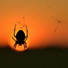 Spinne am Abend