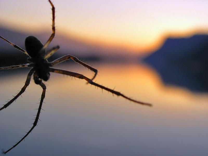 Spinne am Abend