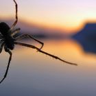 Spinne am Abend