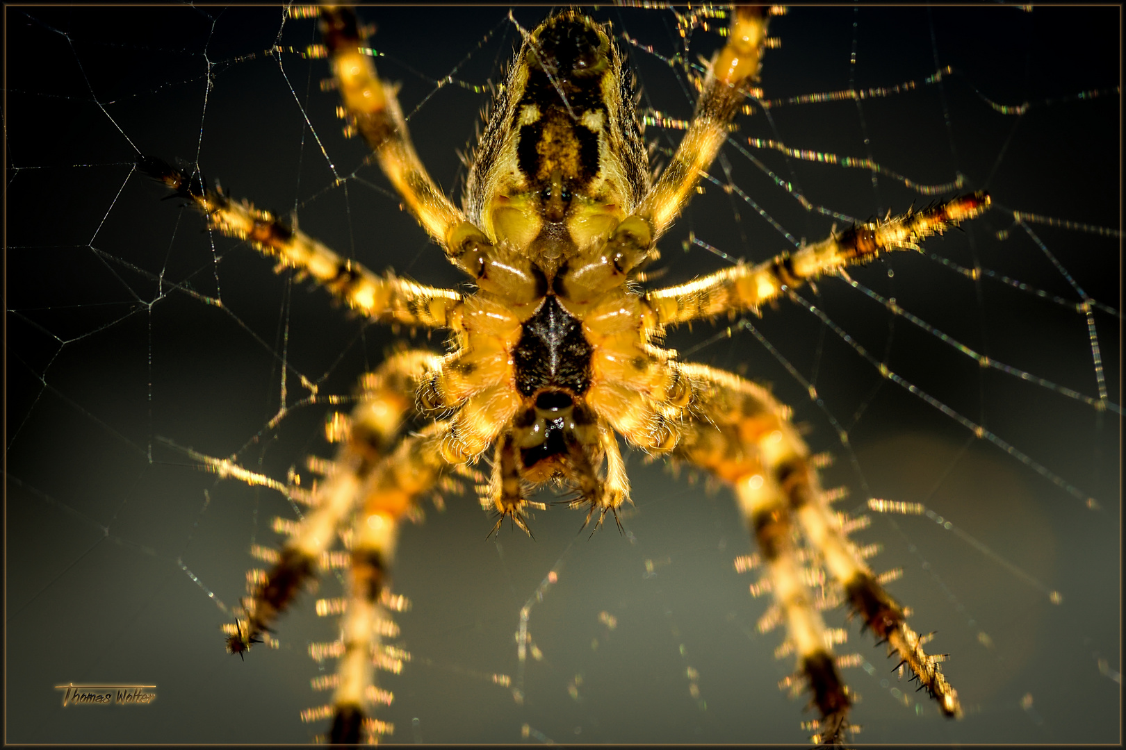 Spinne am Abend