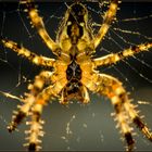 Spinne am Abend