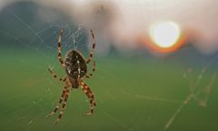 Spinne am Abend