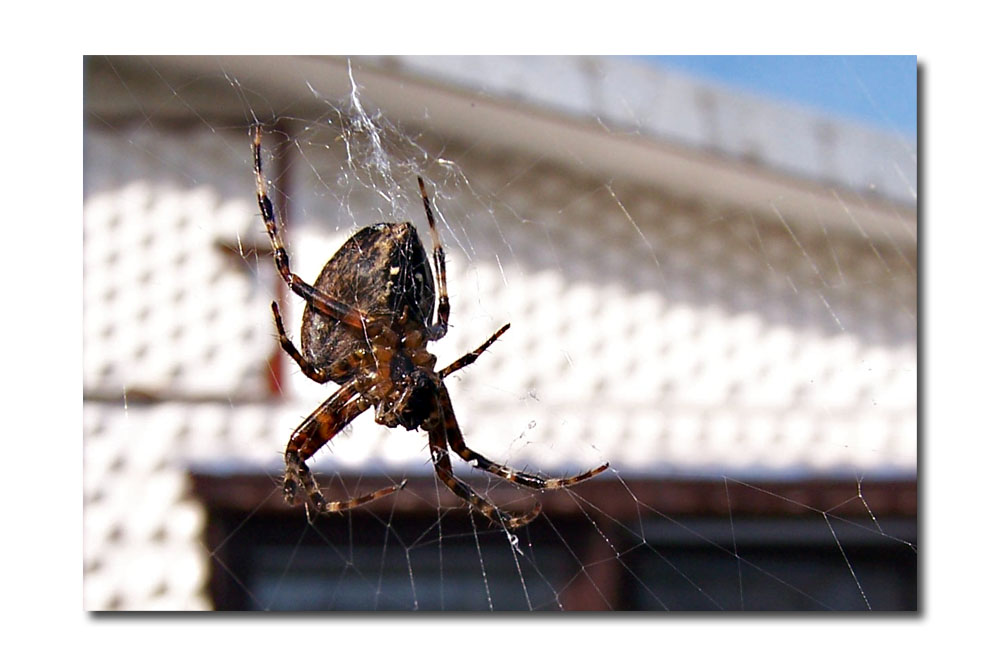 Spinne am Abend