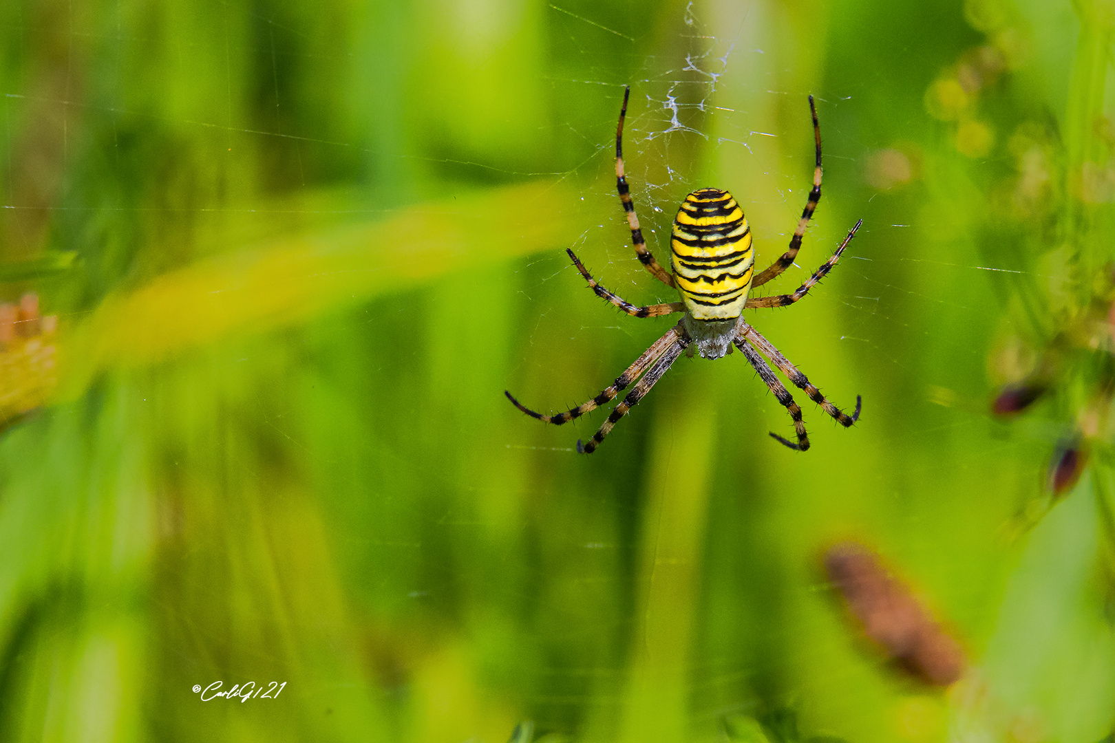 Spinne am Abend.....