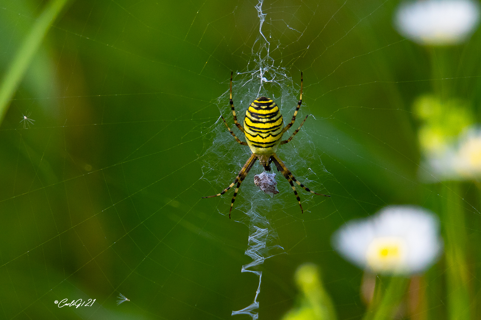 Spinne am Abend..