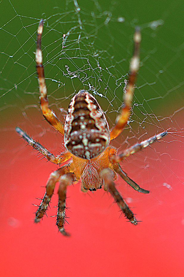 Spinne am abend