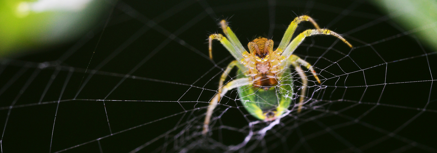 Spinne am Abend ...