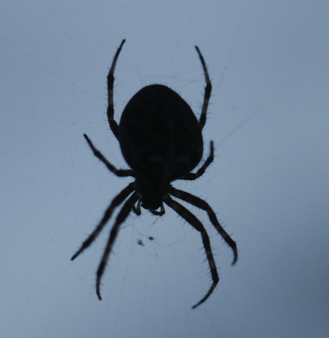 Spinne am Abend