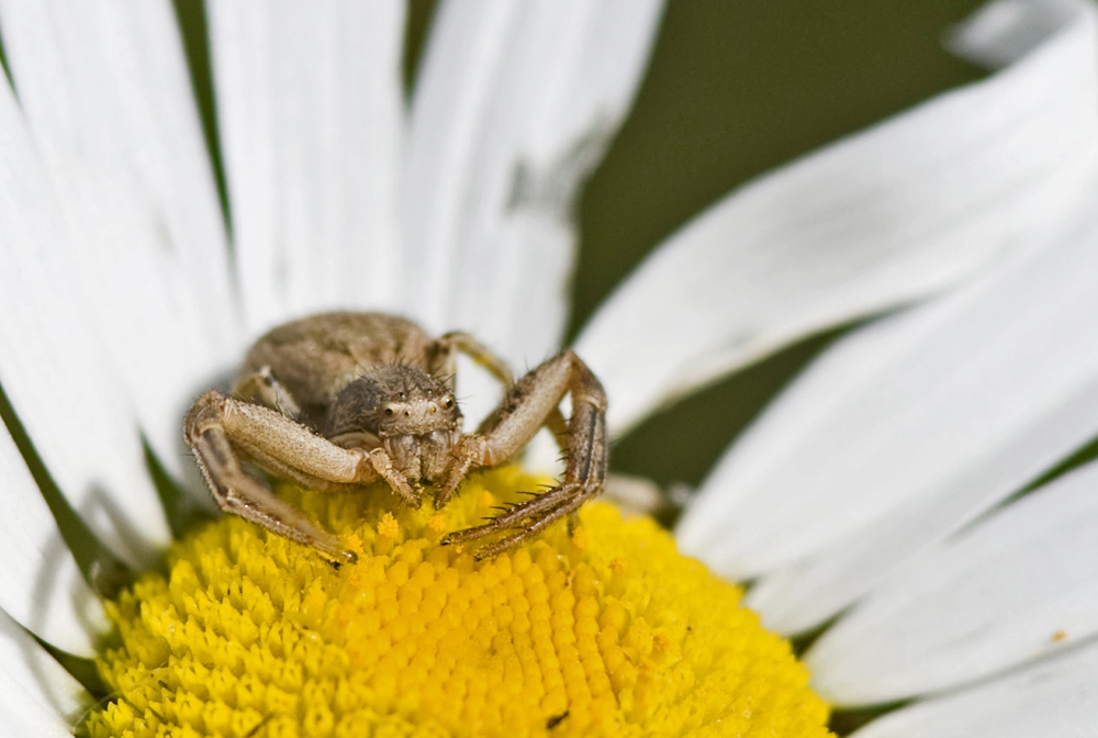 Spinne am Abend