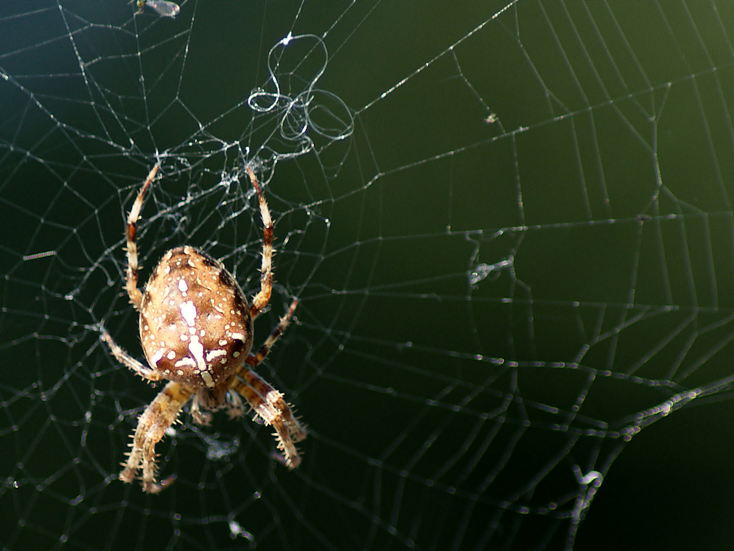 Spinne am Abend .....