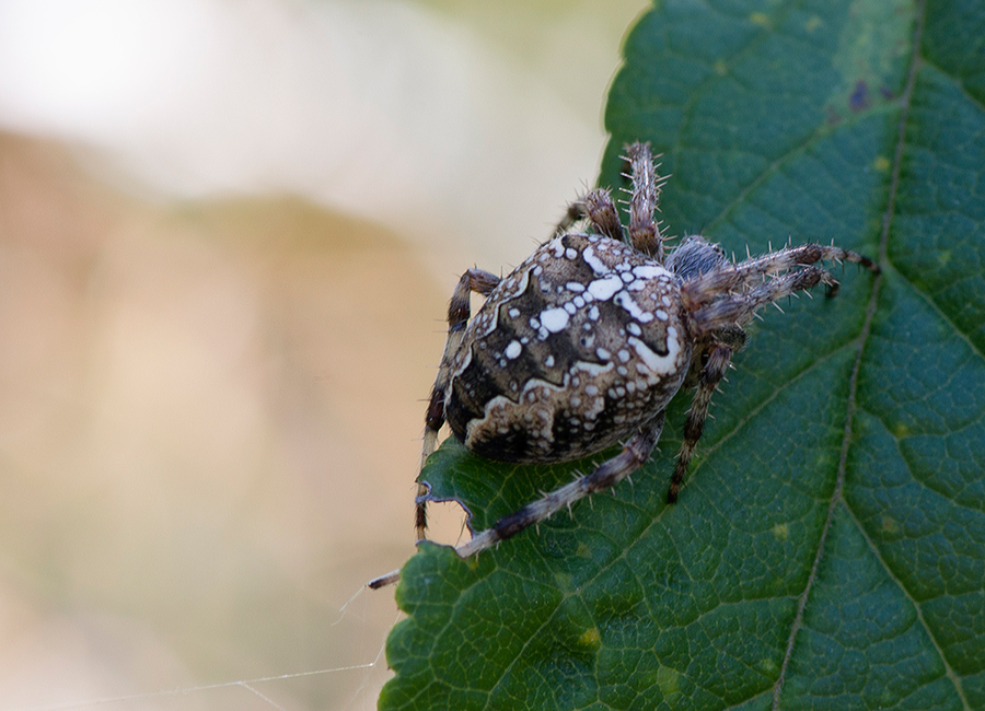 Spinne am Abend,