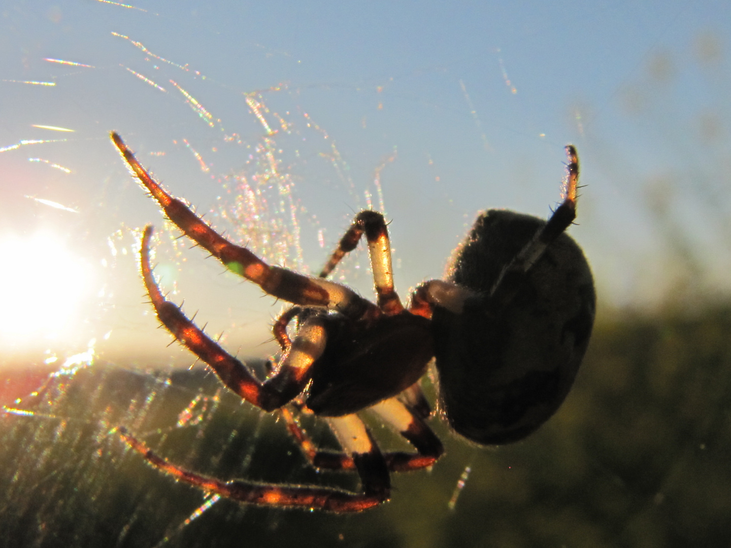 Spinne am Abend