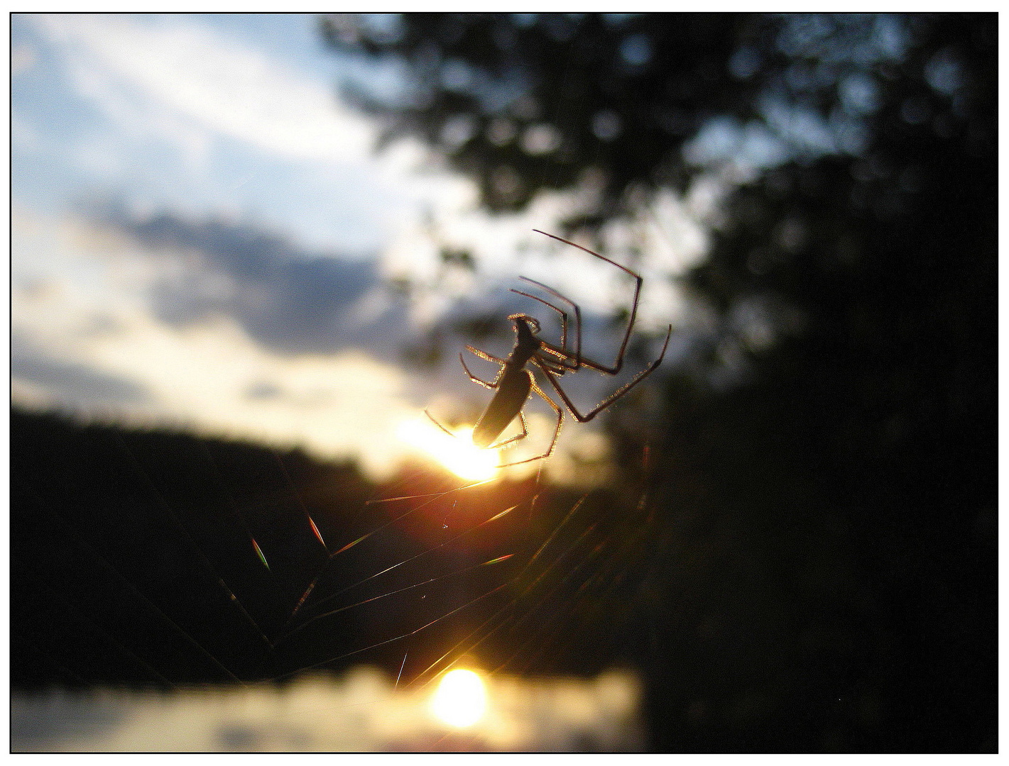 Spinne am Abend